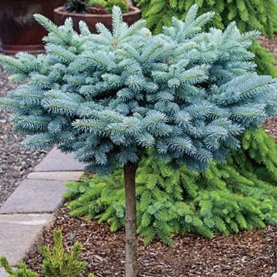 PICEA PUNGENS GLAUCA  GLOBOSA - Image 2