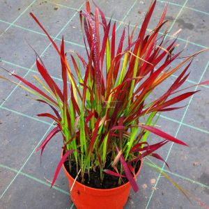 IMPERATA CYLINDRICA  RED BARON