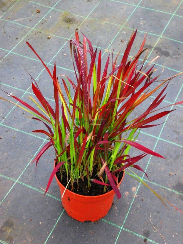 IMPERATA CYLINDRICA  RED BARON