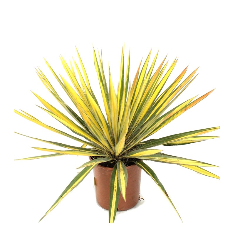 YUCCA FILAMENTOSA COLOR GUARD - Image 3