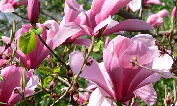 MAGNOLIA GALAXY - Image 2
