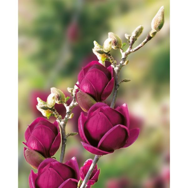 MAGNOLIA GENIE - Image 2