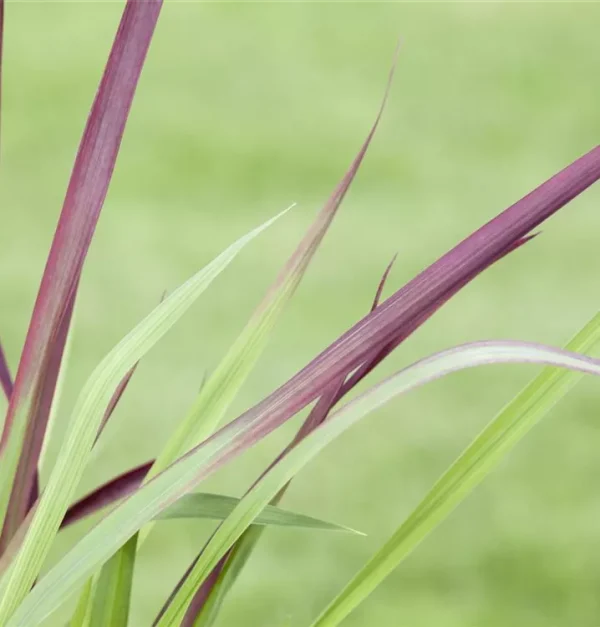 IMPERATA CYLINDRICA  RED BARON - Image 2