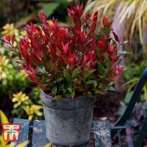 LEUCOTHOE LITTLE FLAMES