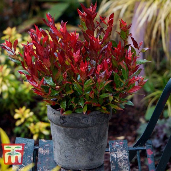 LEUCOTHOE LITTLE FLAMES