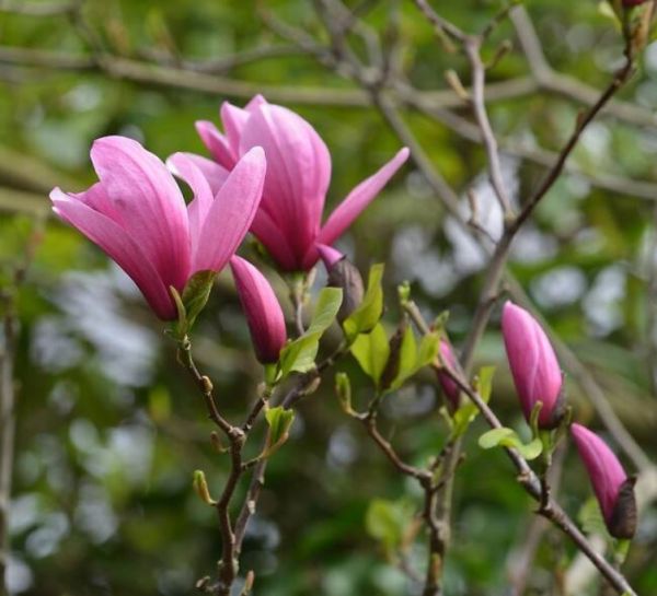 MAGNOLIA GALAXY - Image 3