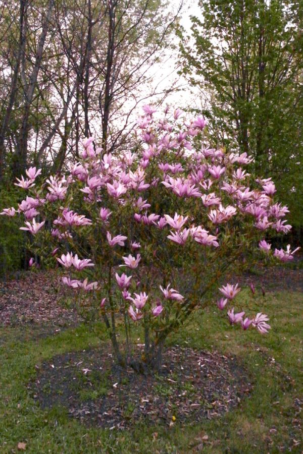 MAGNOLIA GALAXY - Image 4