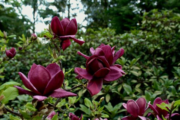 MAGNOLIA GENIE - Image 4