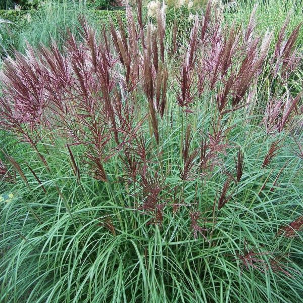 MISCANTHUS  RED CHIEF - Image 2