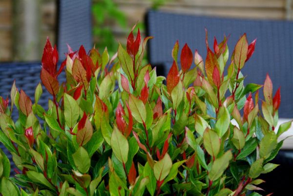 LEUCOTHOE LITTLE FLAMES - Image 6
