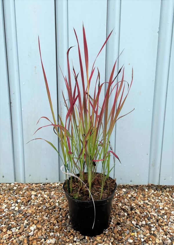 IMPERATA CYLINDRICA  RED BARON - Image 3