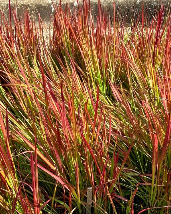 IMPERATA CYLINDRICA  RED BARON - Image 4