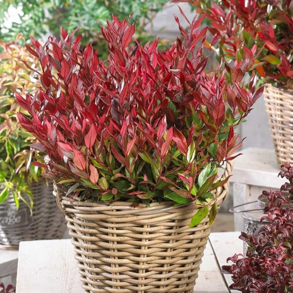 LEUCOTHOE LITTLE FLAMES - Image 5
