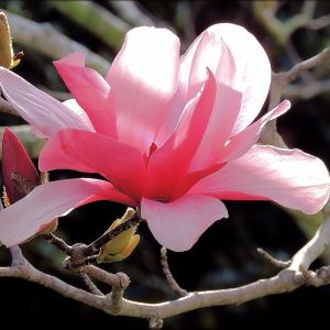 MAGNOLIA GALAXY