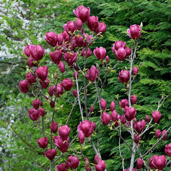 MAGNOLIA GENIE - Image 5