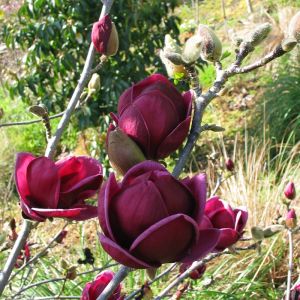 MAGNOLIA GENIE