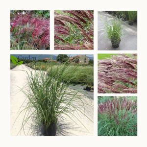 MISCANTHUS  RED CHIEF