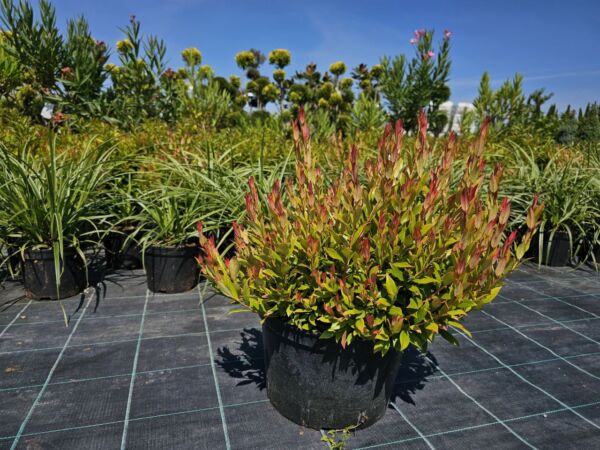 LEUCOTHOE LITTLE FLAMES - Image 7