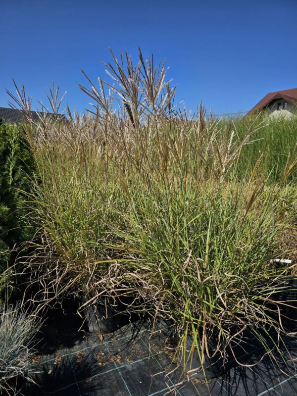 PAMPAS - Image 2
