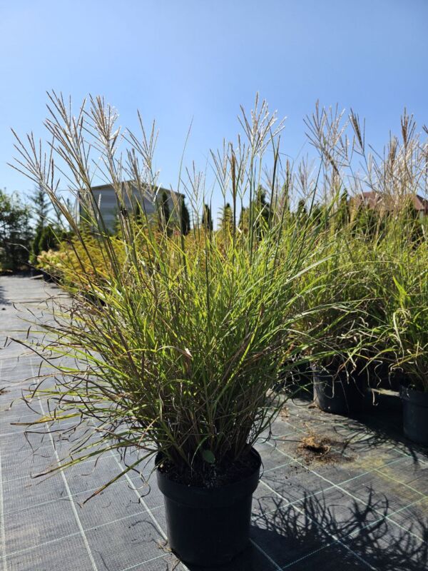PAMPAS - Image 4