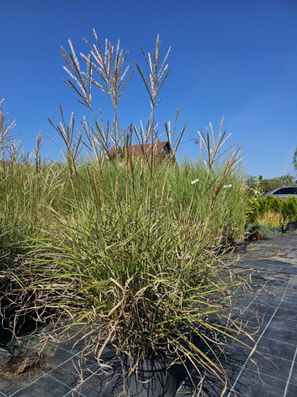 IARBĂ de PAMPAS PITICĂ - Image 3