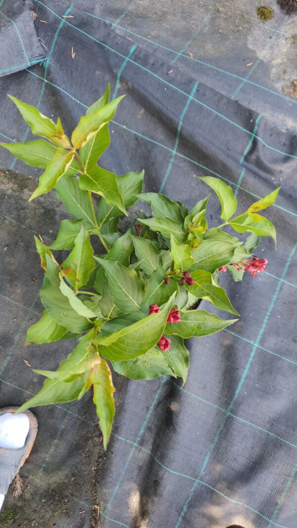 Weigela Cherry Love - Image 2