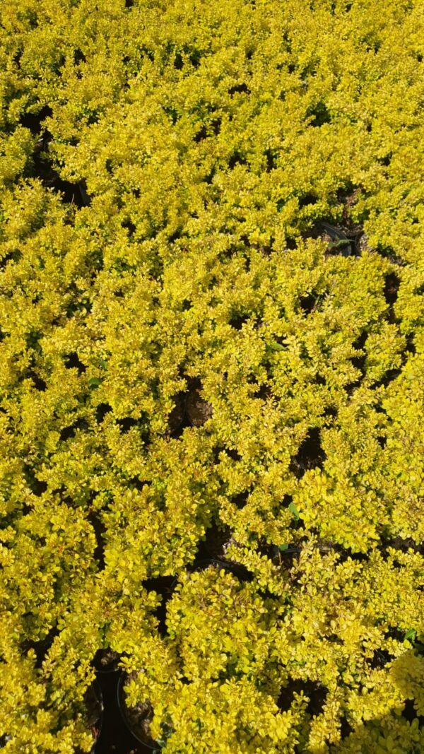 Berberis thumb. Concorde - Image 4