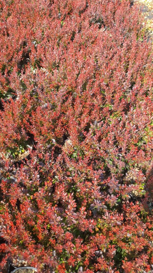 Berberis thumb. Concorde - Image 2