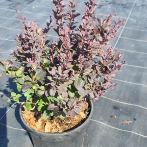 Berberis thumb. Concorde