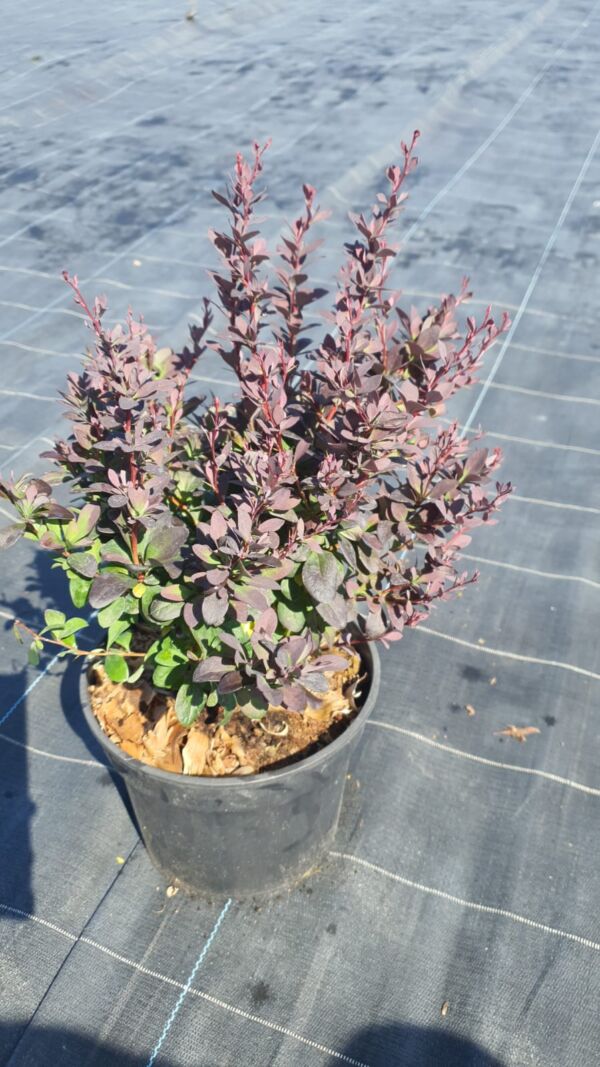 Berberis thumb. Concorde