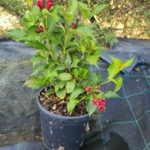 Weigela Cherry Love