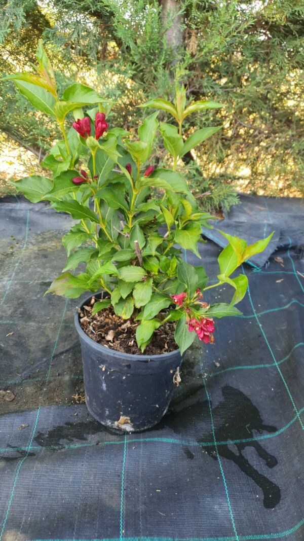 Weigela Cherry Love