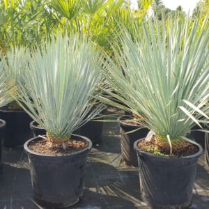 Atrachycarpus Fortunei