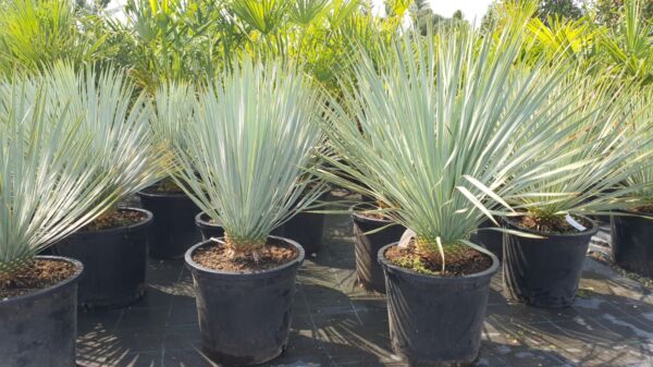 Atrachycarpus Fortunei