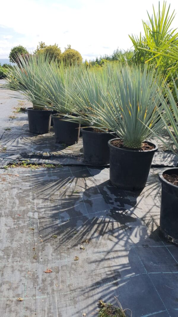 Atrachycarpus Fortunei - Image 2