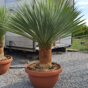 Yuca Rostrata