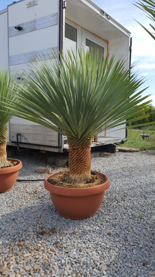 Yuca Rostrata