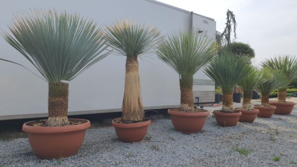 Yuca Rostrata - Image 3