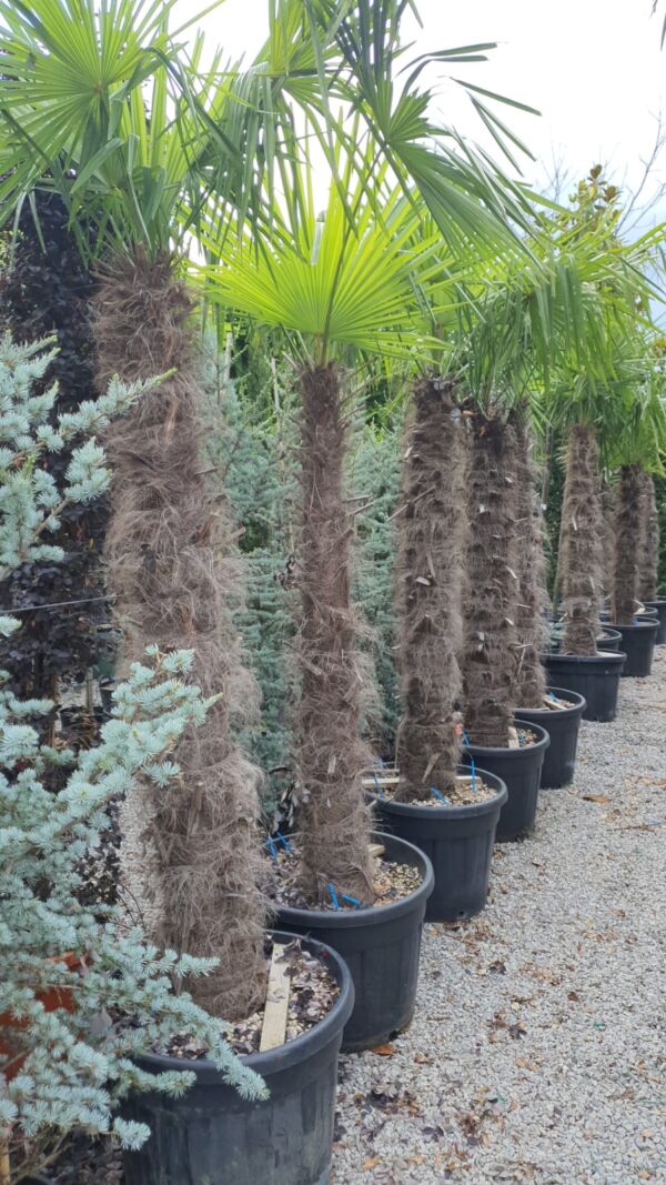 Atrachycarpus Fortunei - Image 3