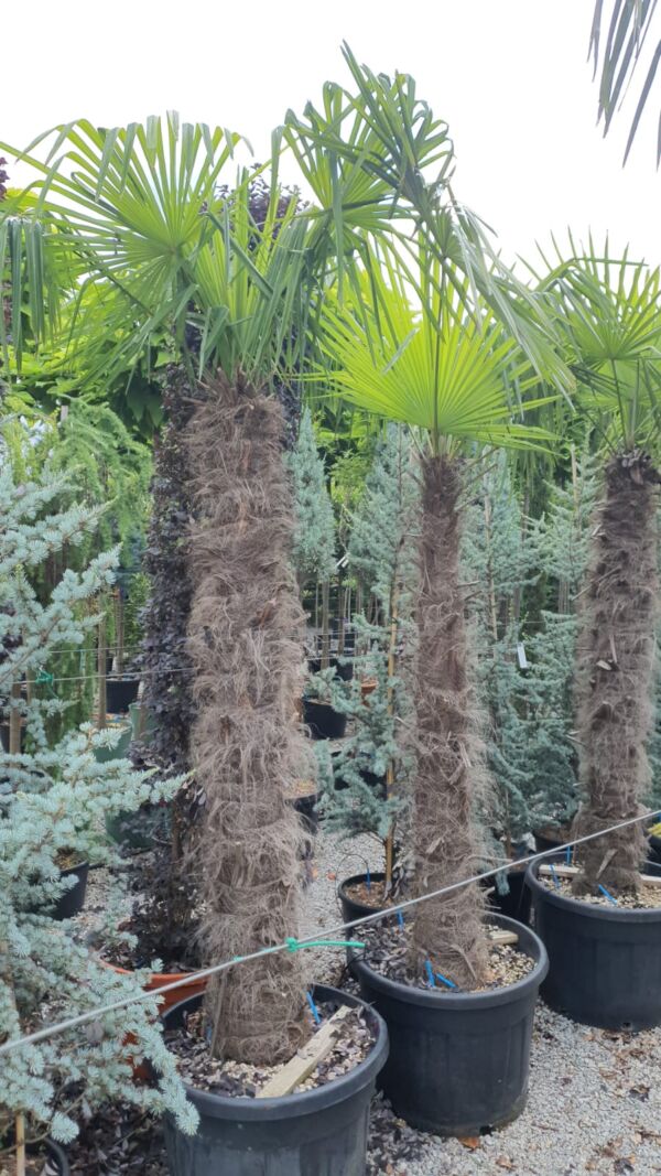 Atrachycarpus Fortunei - Image 5