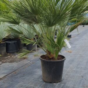 Chamaeropss Humilis