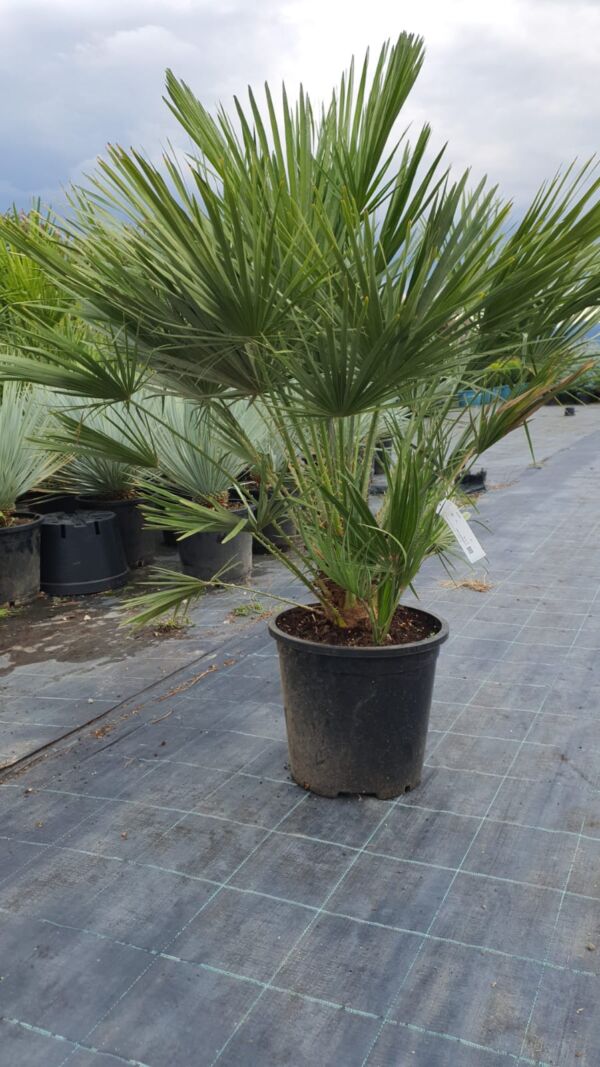 Chamaeropss Humilis