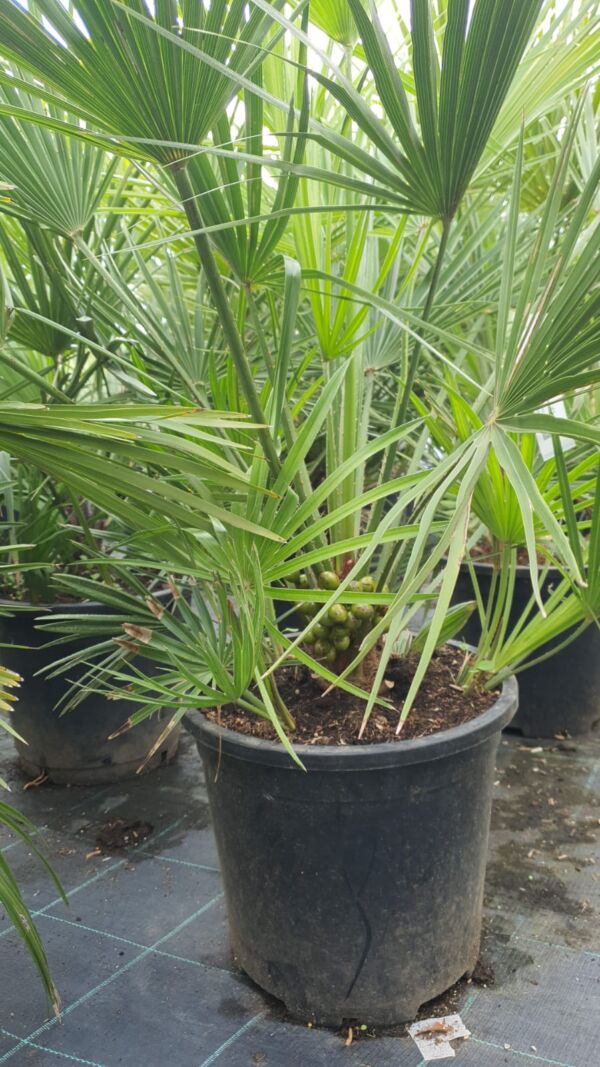 Chamaeropss Humilis - Image 2