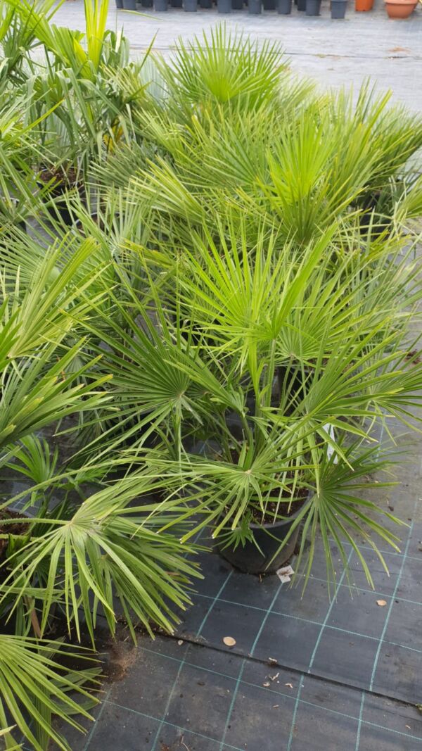 Chamaeropss Humilis - Image 3