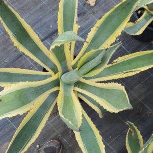 Agave