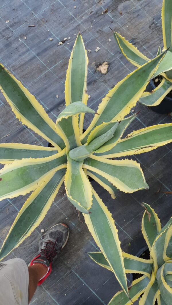Agave