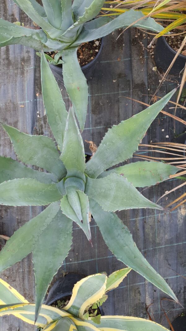 Agave - Image 3