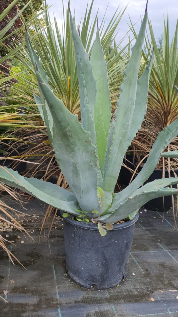 Agave - Image 2